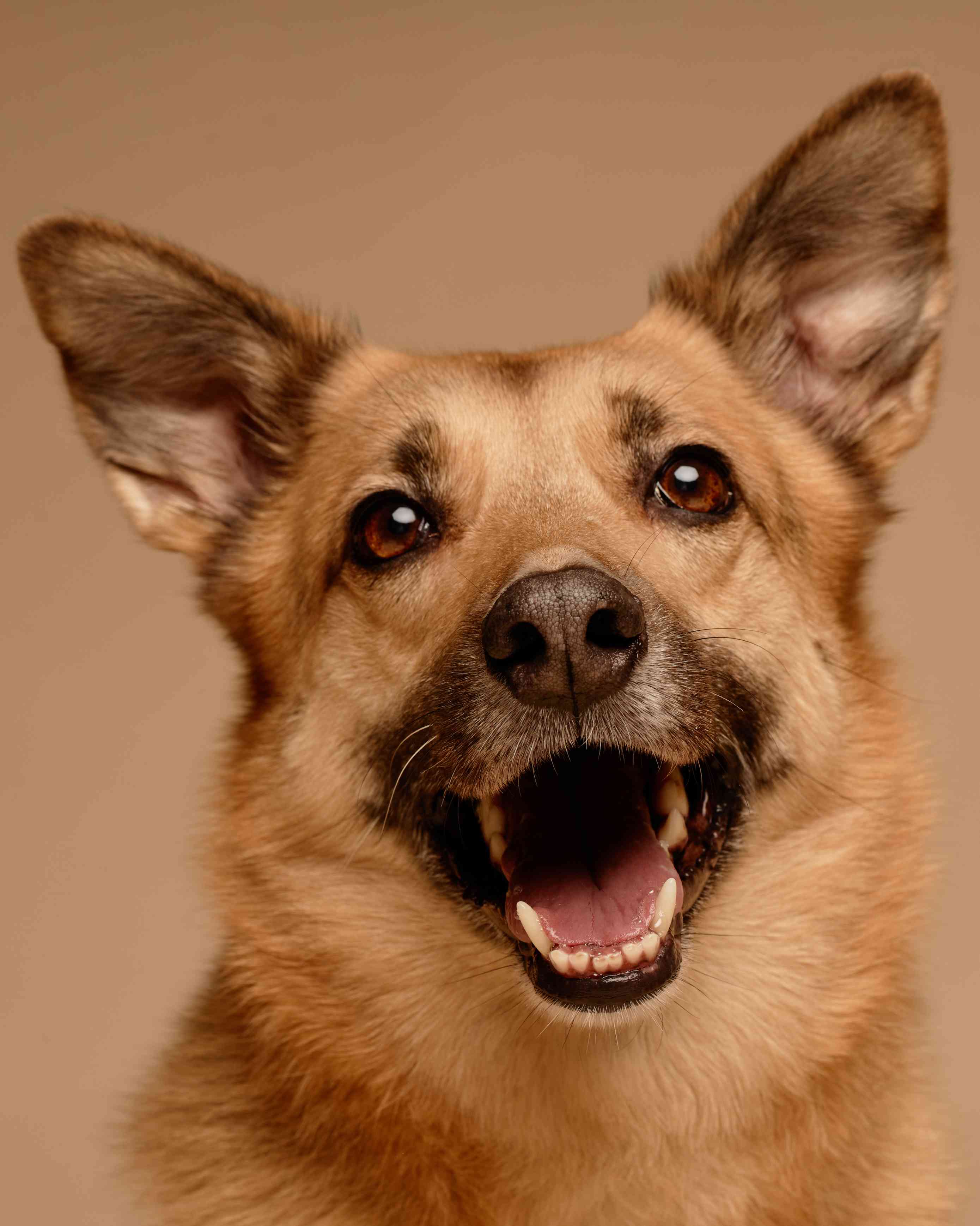 How Much More Likely Is a Microchipped Pet to Come Home?