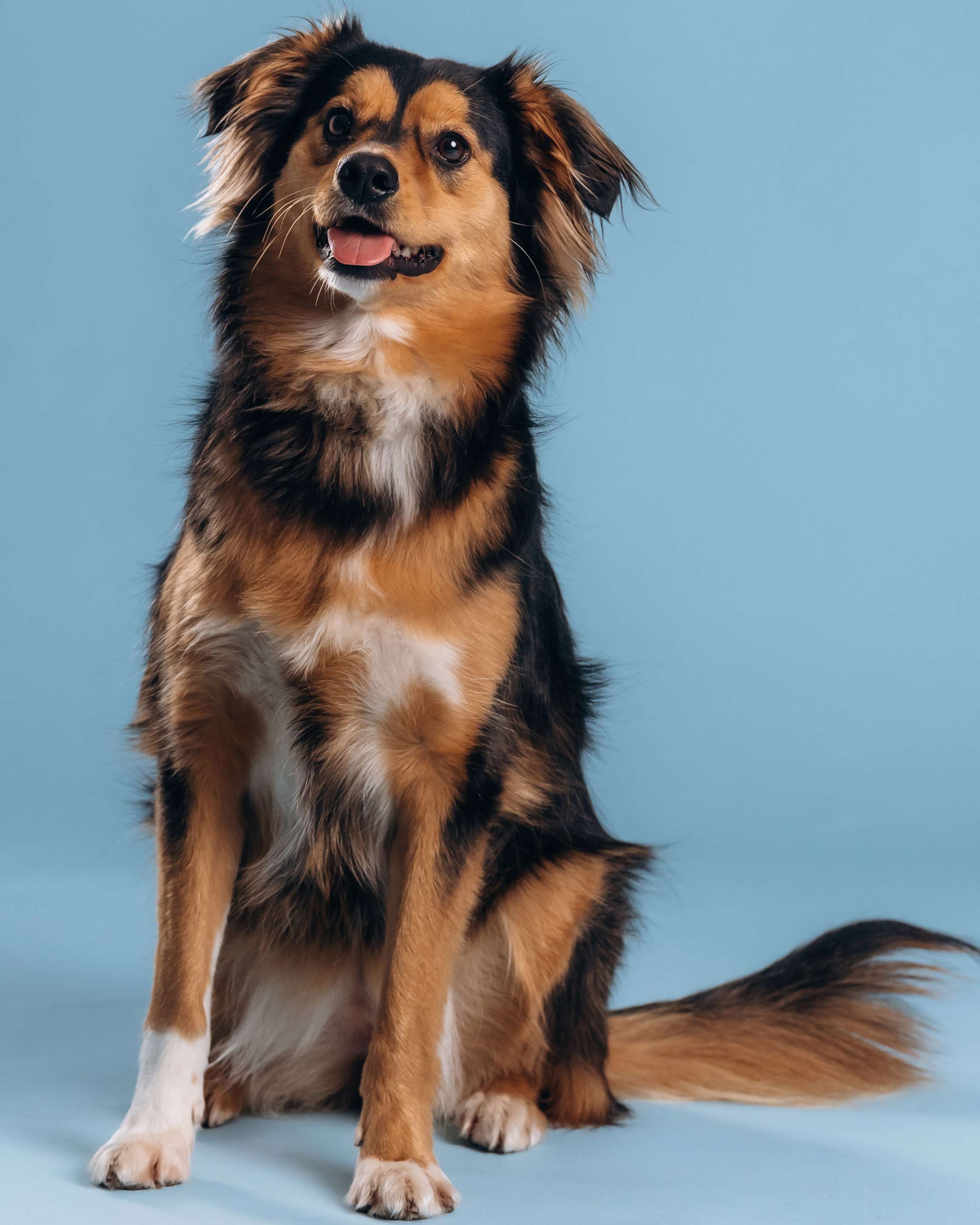 Dog Bite Risk Starts at Home, Not the Clinic
