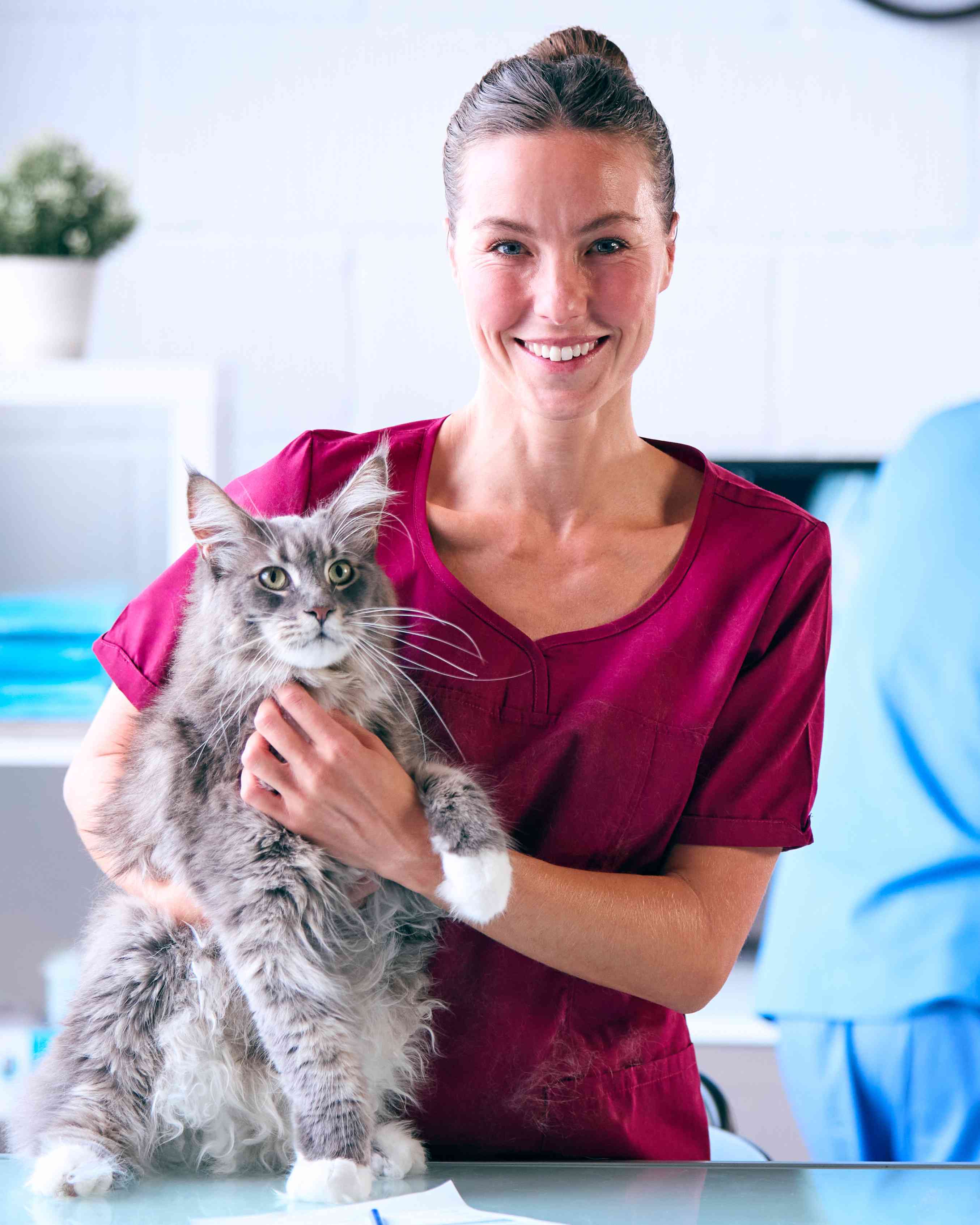 Fear, Stress, and Your Cat: Why the Clinic Visit Is the Problem