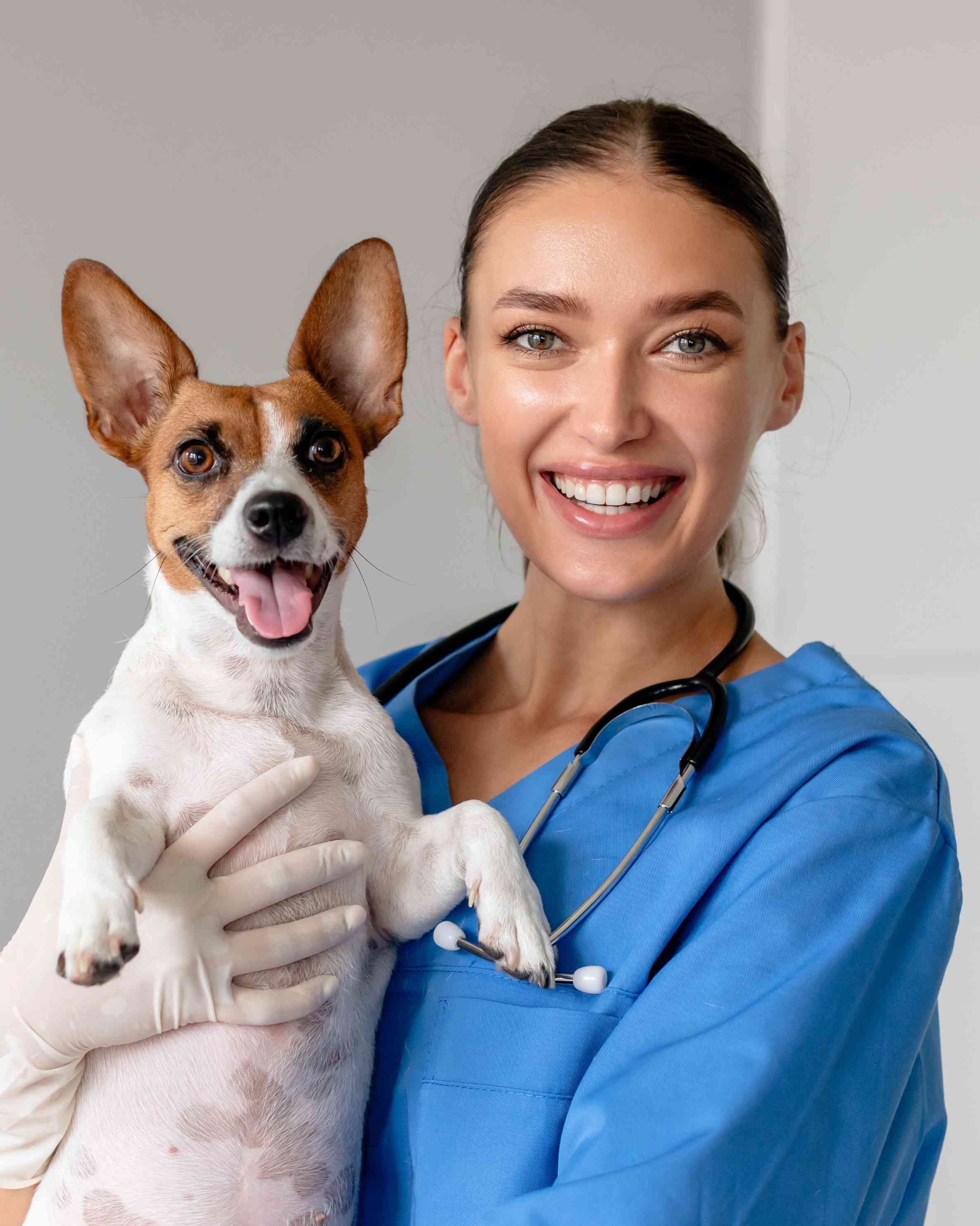 How to Apply to Vet School in 5 Steps