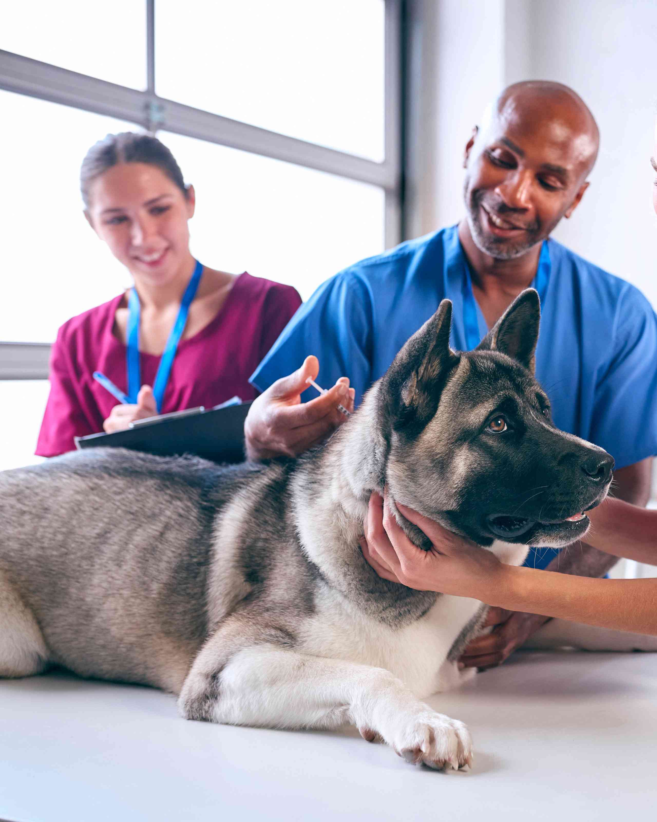 How You Can Affect Culture as “Just” an Associate Veterinarian