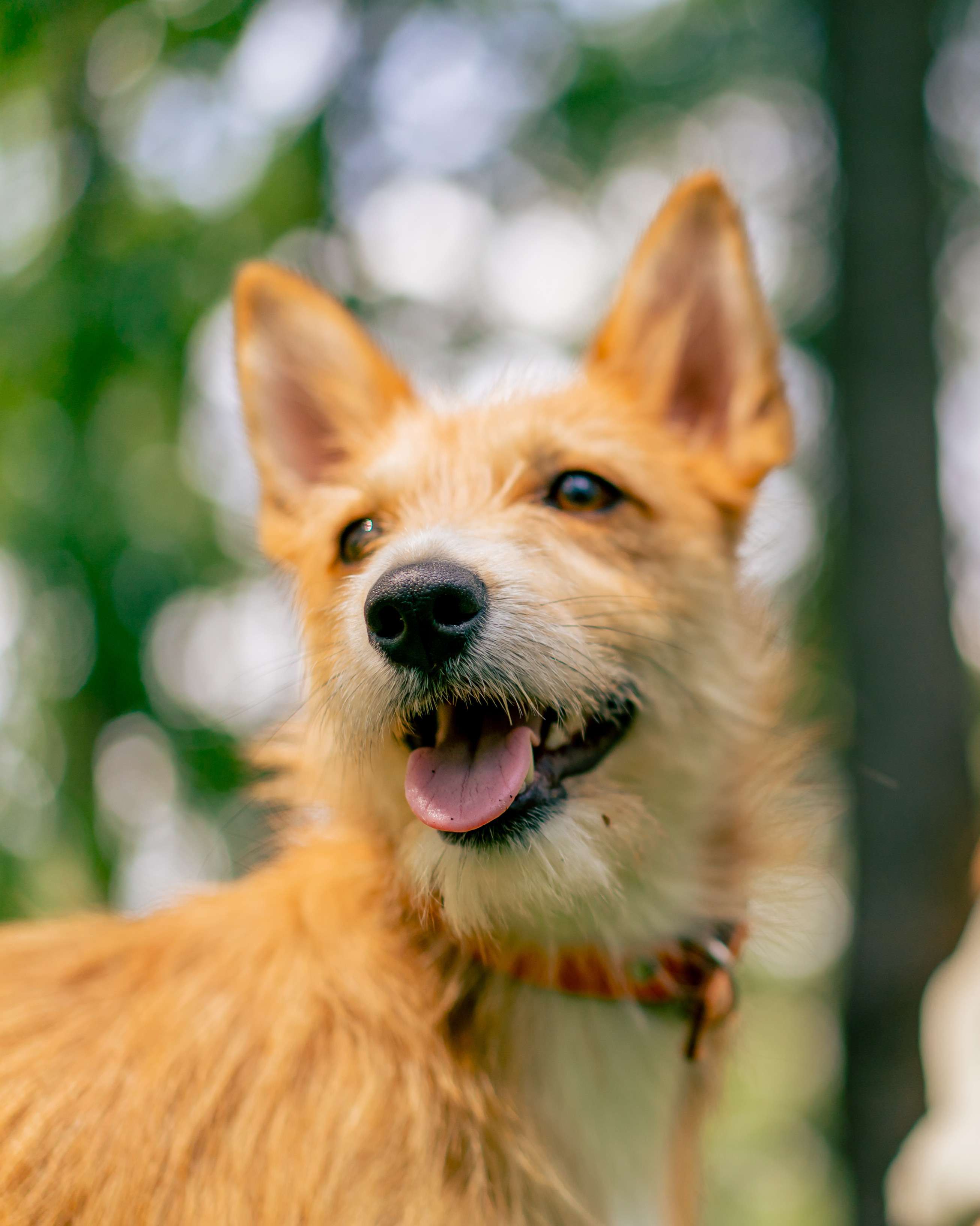 From Ranch Roots to Emergency Relief: A Companion Animal Vet’s Journey Across the U.S.