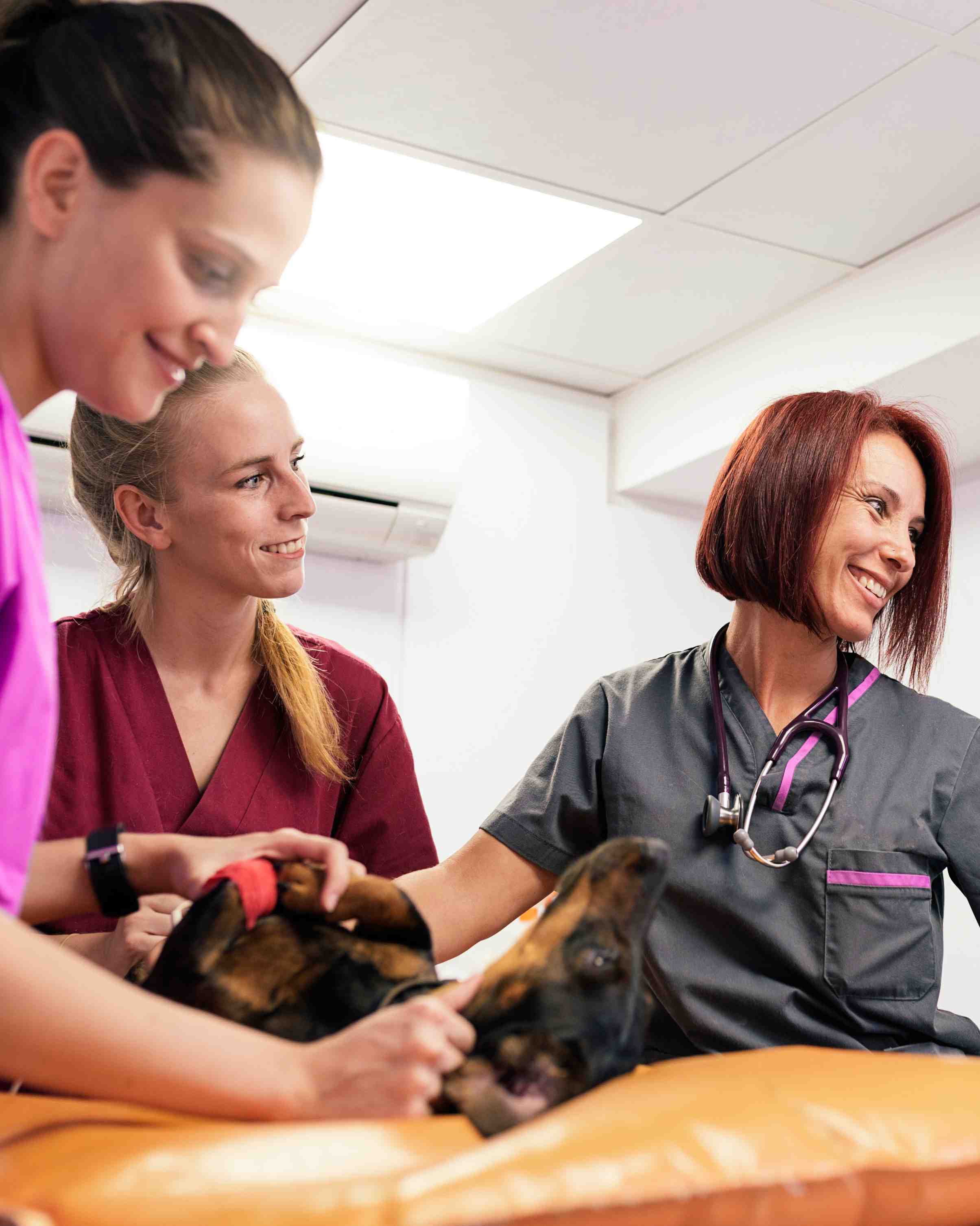 Pros and Cons of Becoming a Veterinary Technician