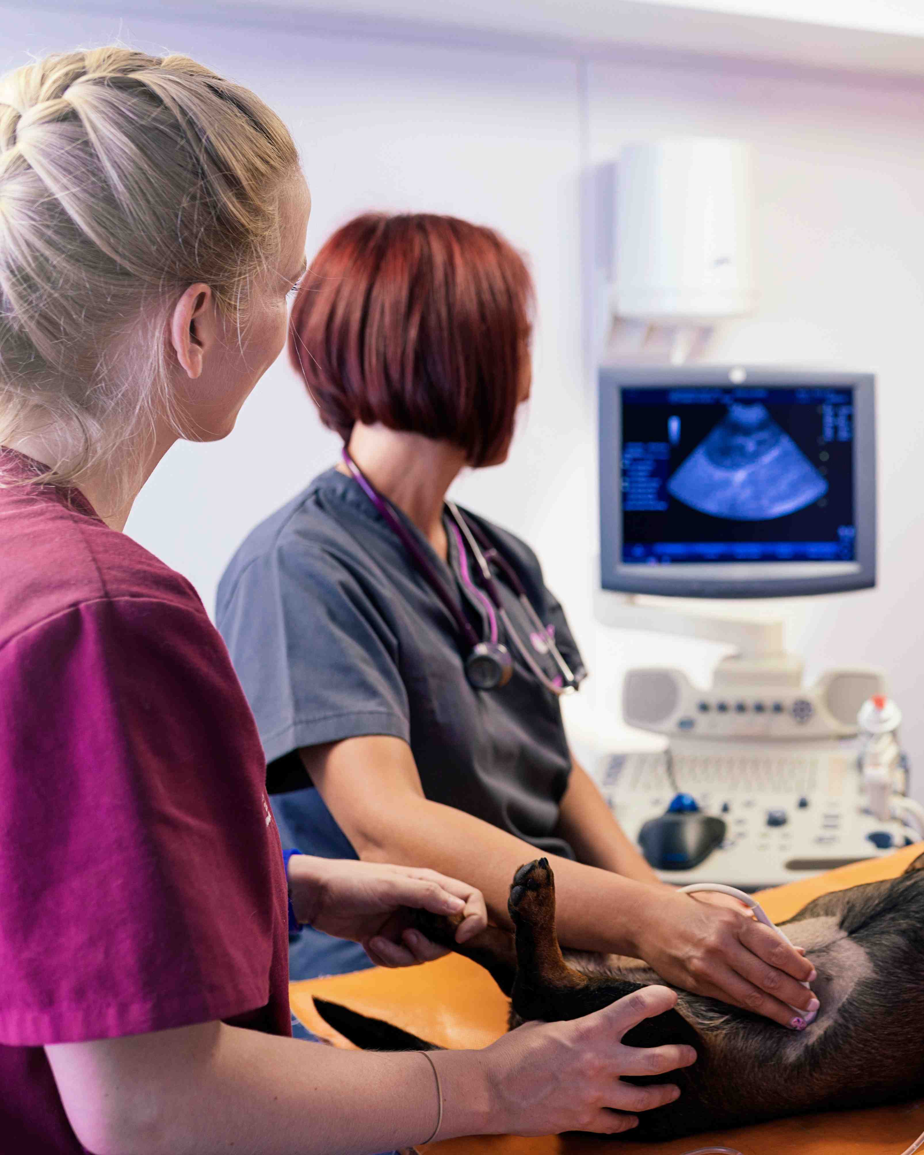 Why Veterinary Coaching & Training are Both Essential