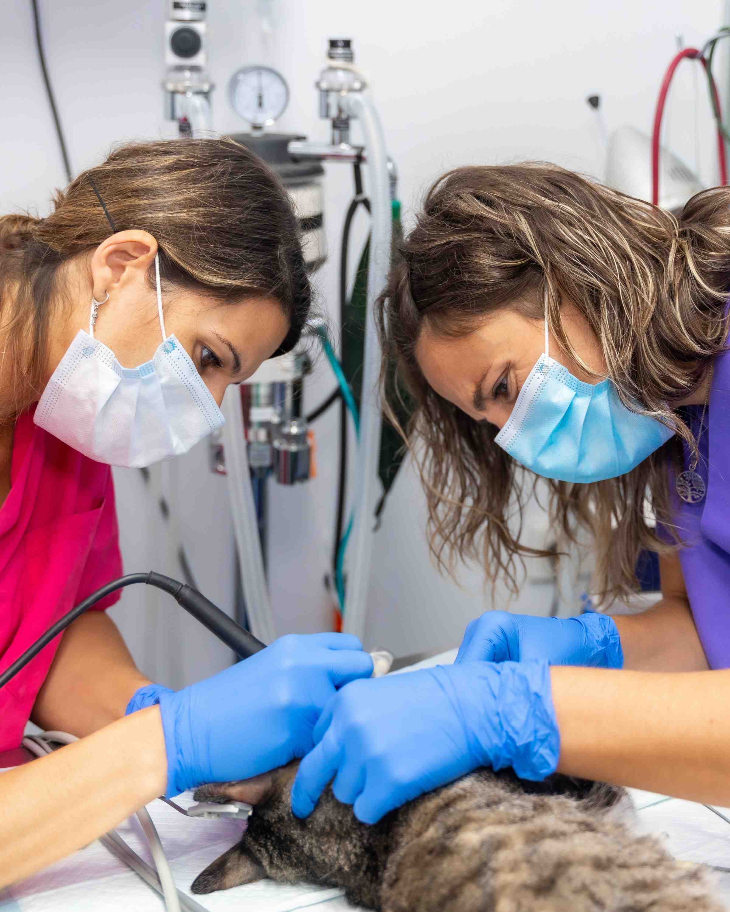 Foster Psychological Safety in Your Veterinary Practice