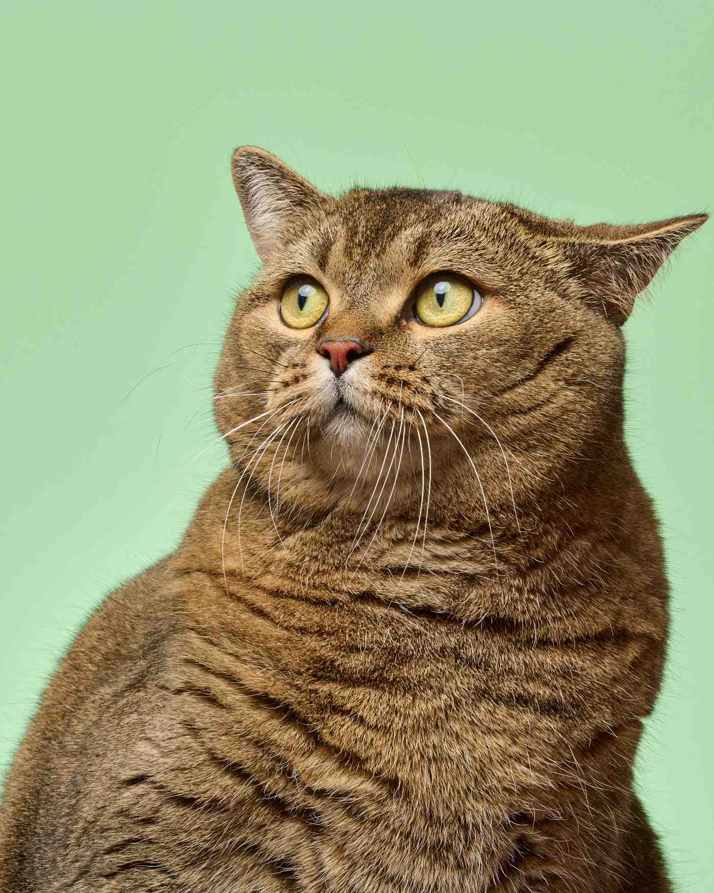 Why Feline Diabetes Care Is Shifting from the Hospital to the Home