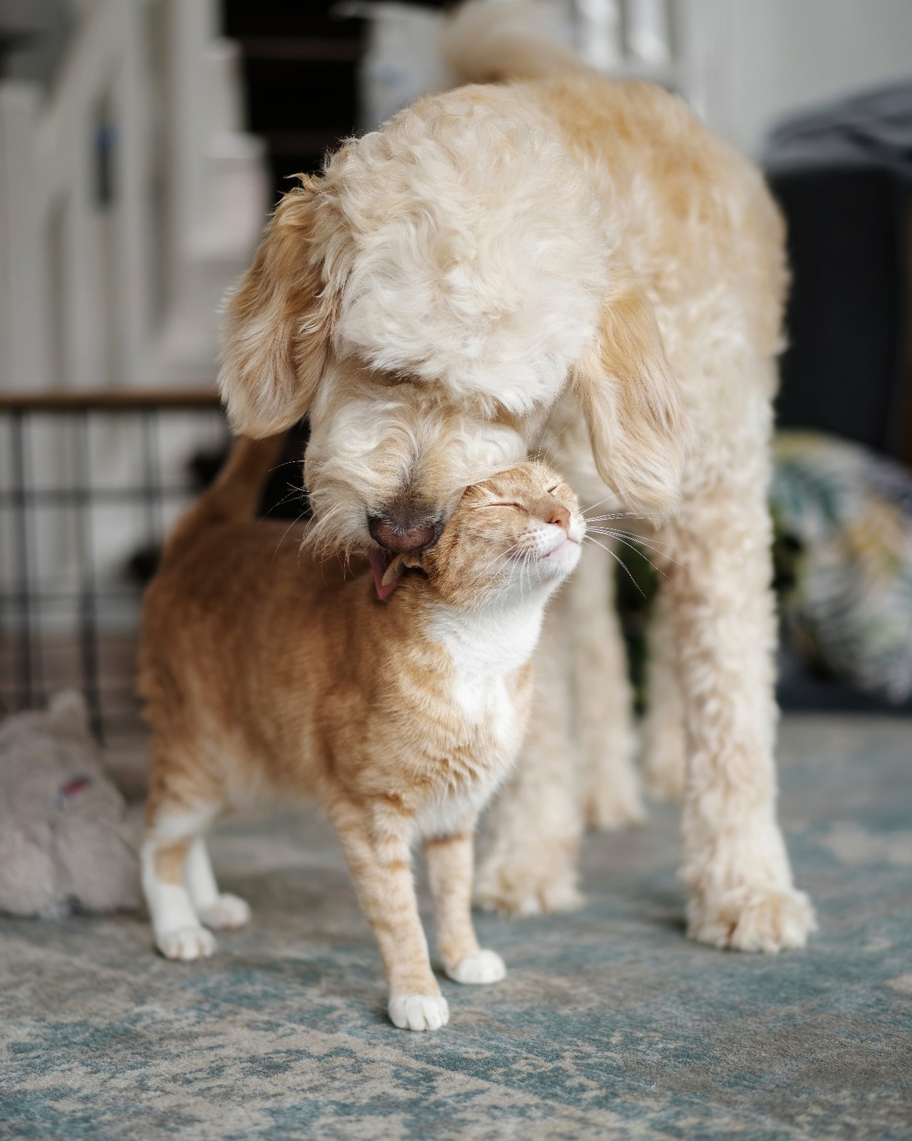 Pet Owners Want to Say Yes to Care. Cost Keeps Getting in the Way.