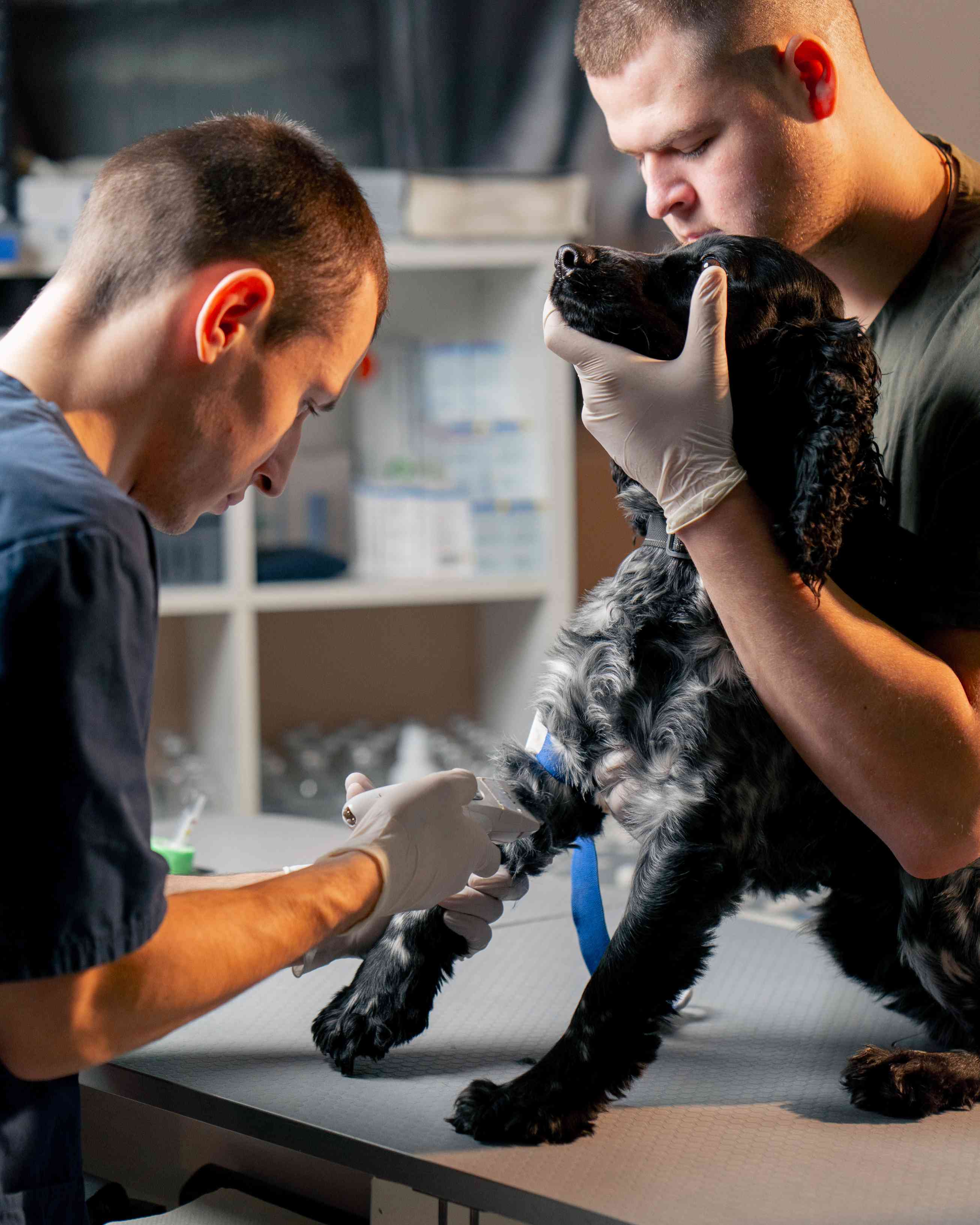 What Are the Different Types of Veterinary Technician Specialists?