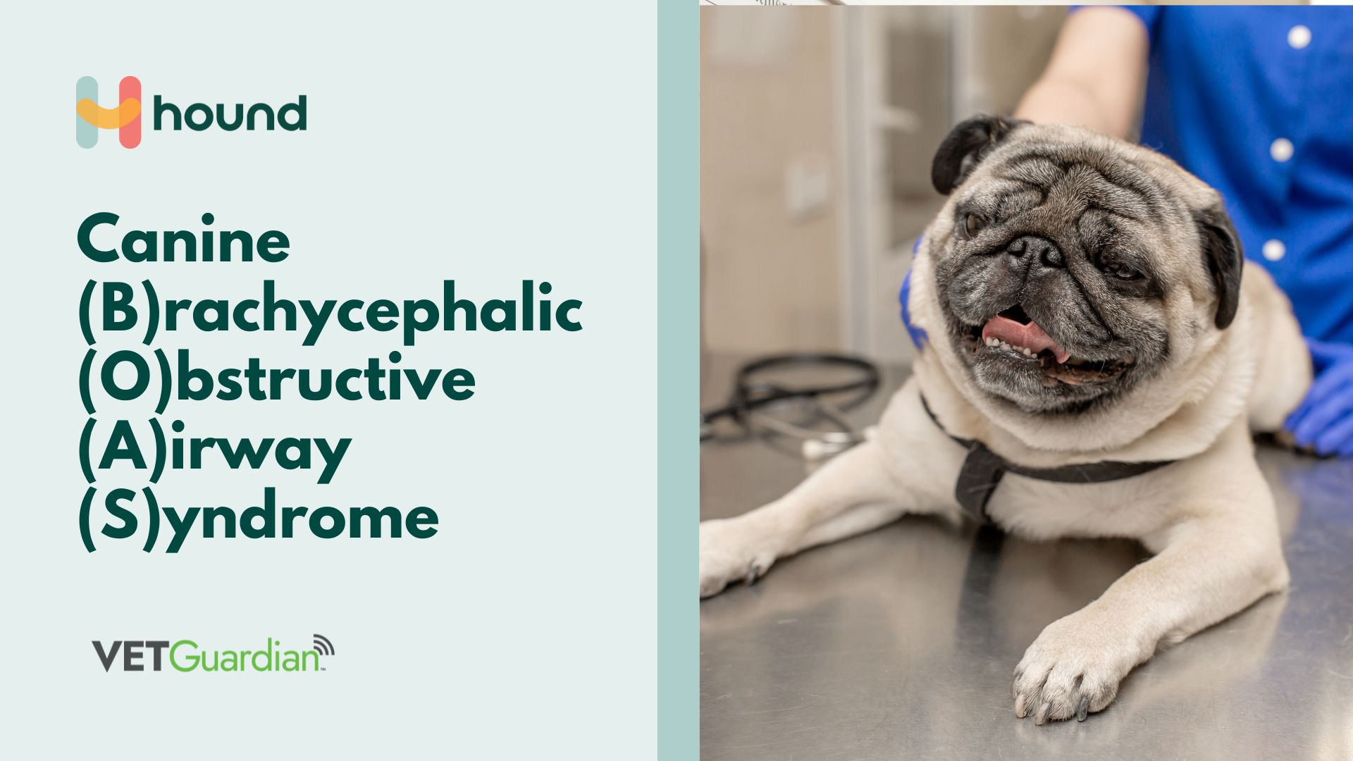 Brachycephalic Airway Syndrome: Causes, Symptoms, and Surgical Treatment for Better Pet Health