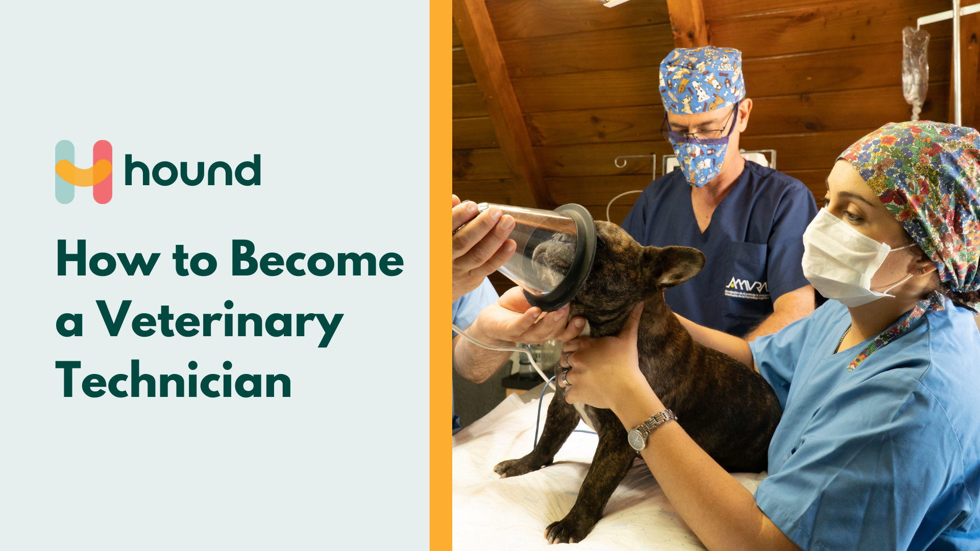 How to Become a Veterinary Technician