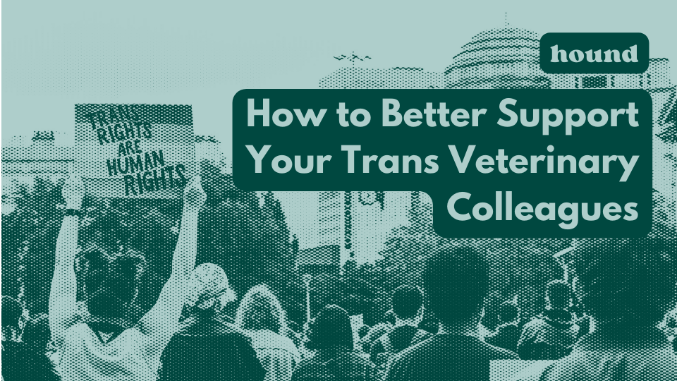 How to Better Support Your Trans Veterinary Colleagues